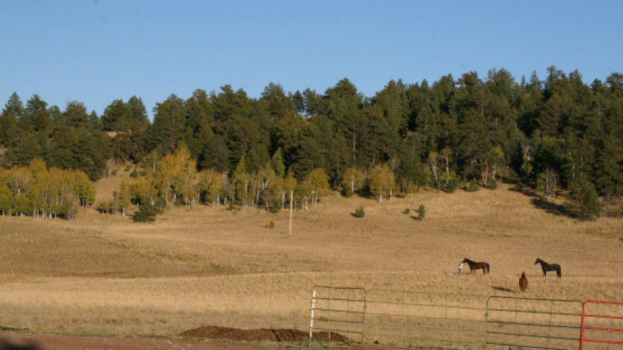 HORSES-ASPENS