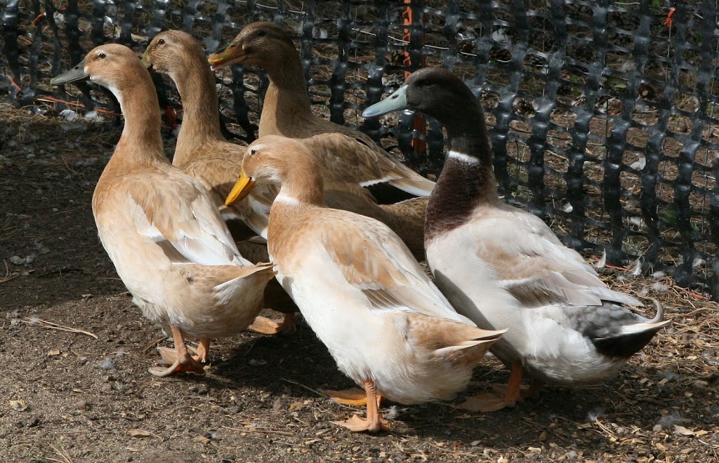 DOWN TO 5 DUCKS - High Country Living