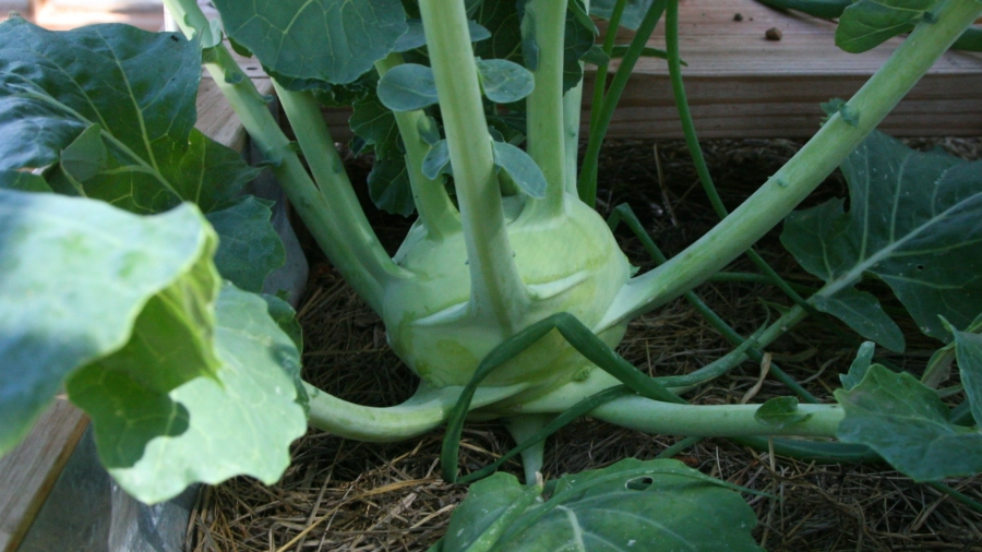 kohlrabi2018