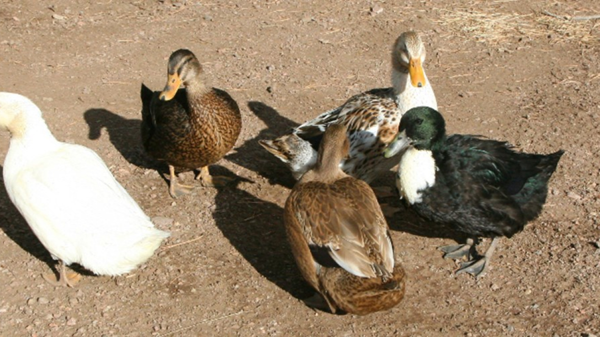 CURRENTFLOCK.jpg