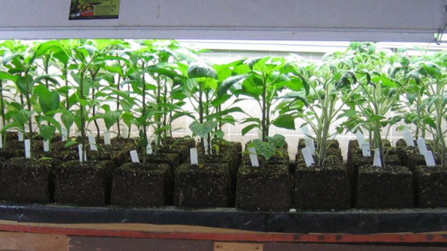 seedlings1024