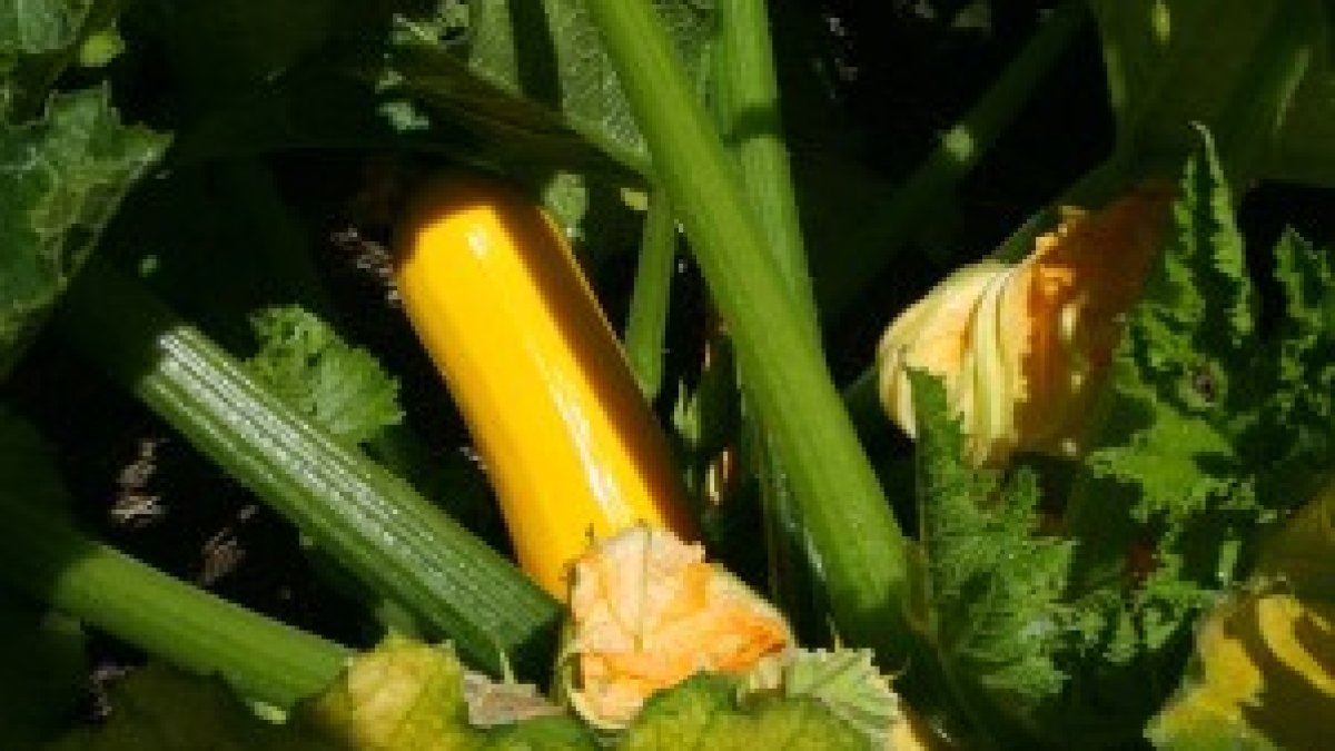 GOLDEN ZUCCHINI