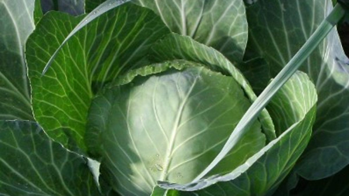 CABBAGE