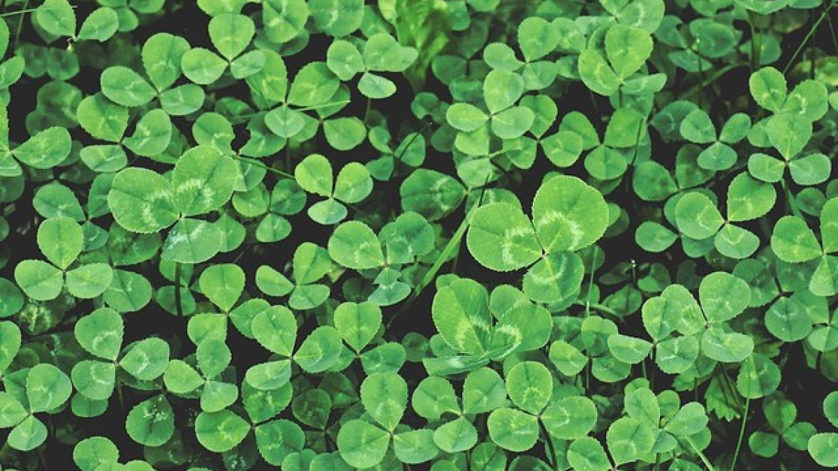 Cover Crops: Clover