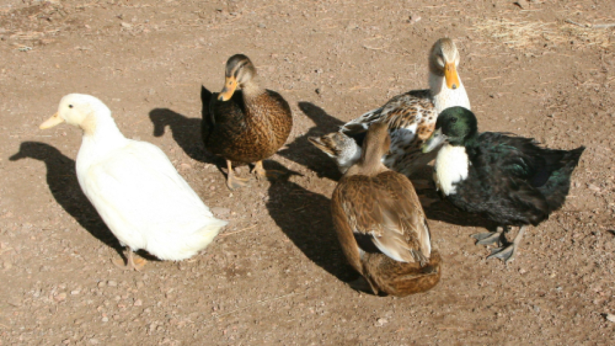 Daisy, Ruby, Apple, Sweedie, Mocha