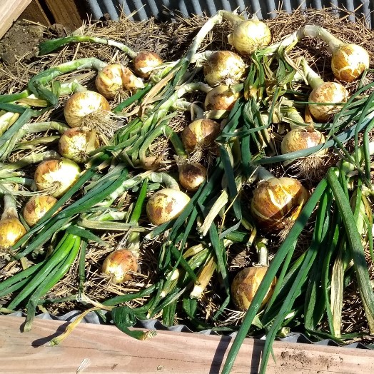 ONIONS - High Country Living