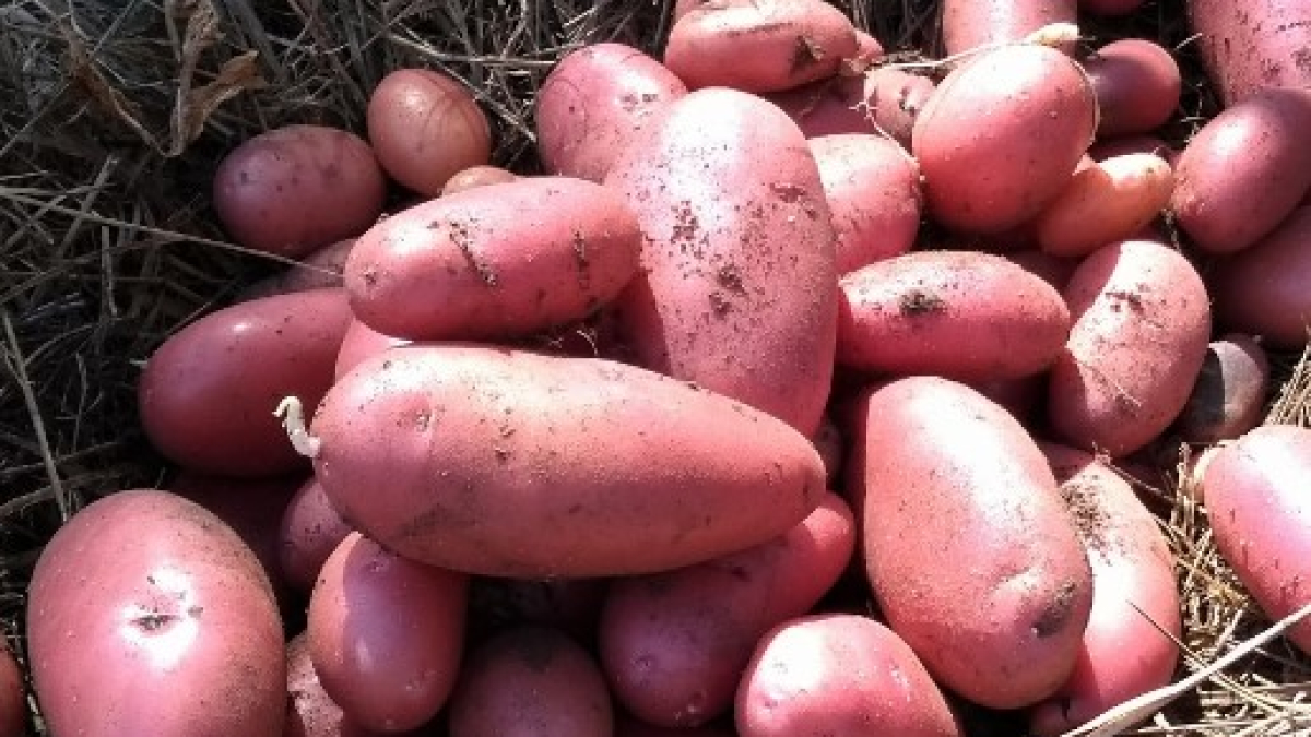 DESIREE POTATOES