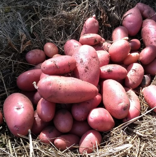 Red potatoes: varieties, growing & cooking - Plantura