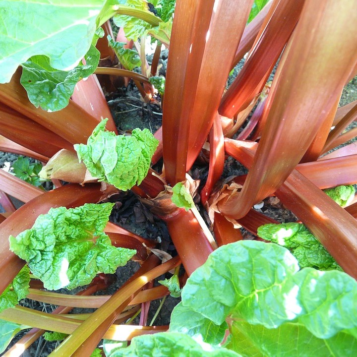 Planting & Growing Shallots - Stark Bro's