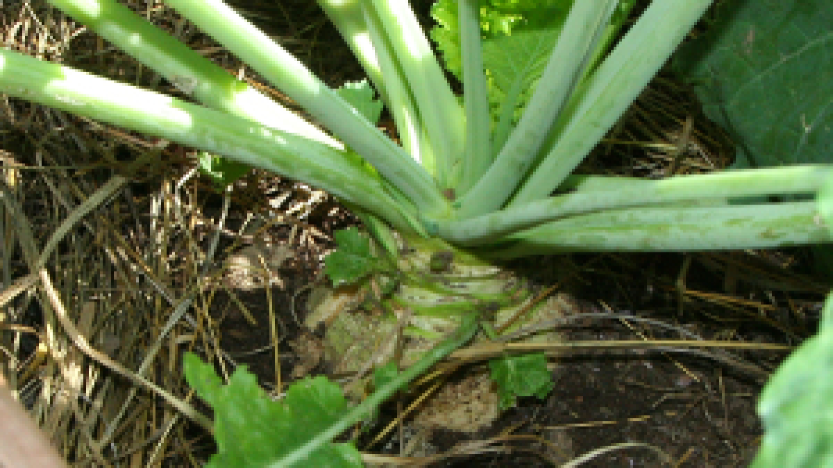 RUTABAGA