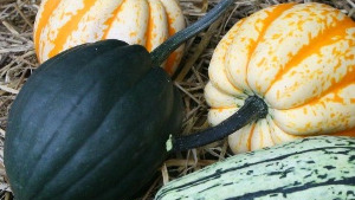 WINTER SQUASH