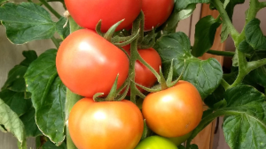 TOMATOES