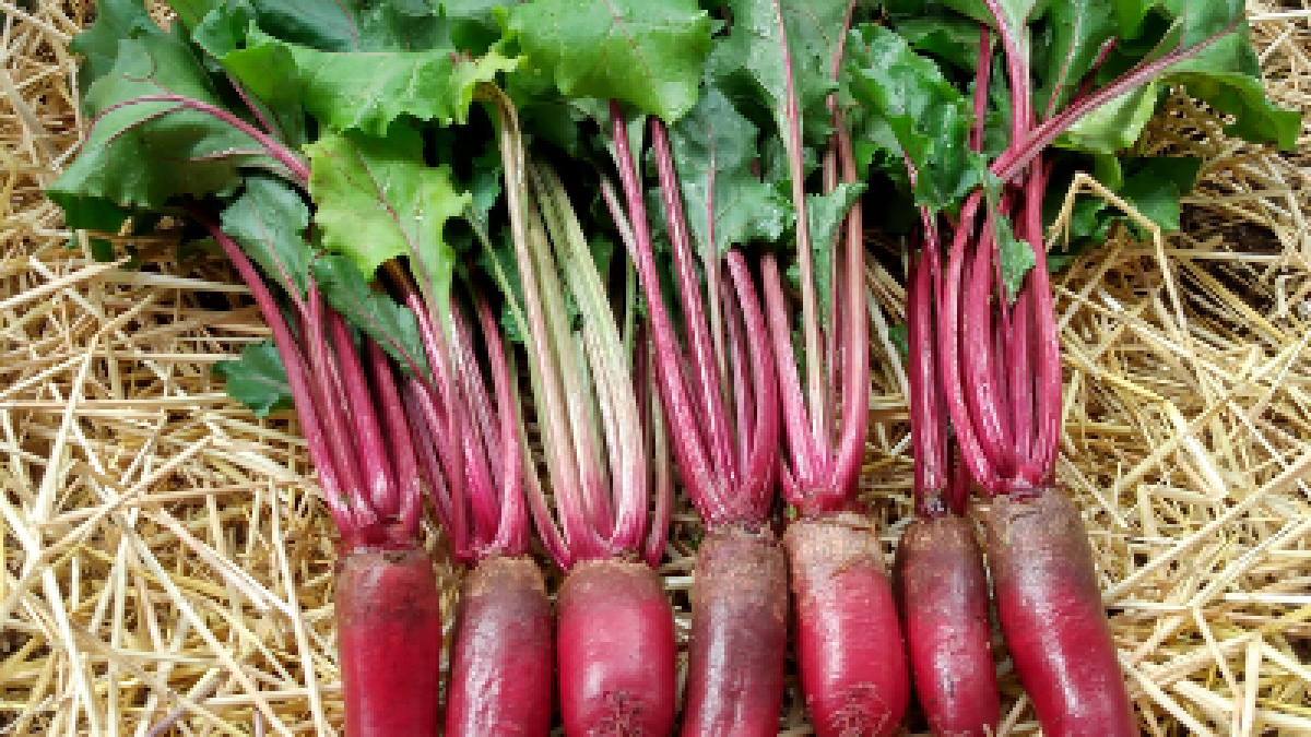 BEETS