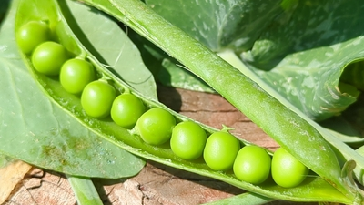 Canoe Peas
