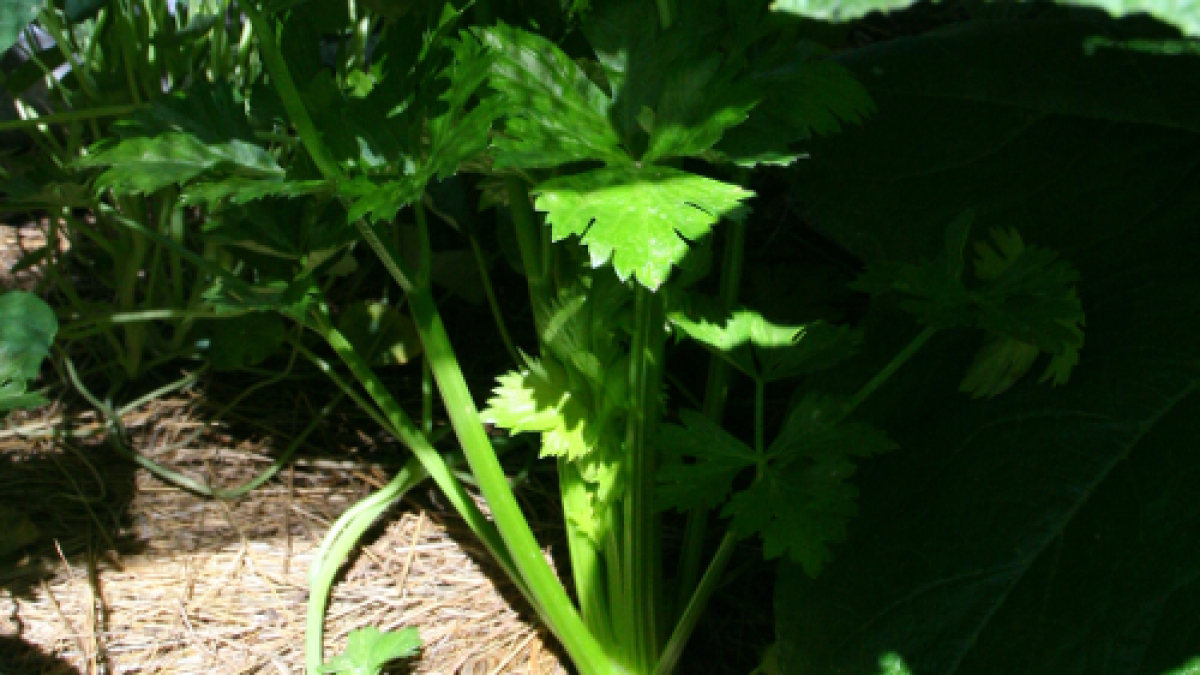 CELERY