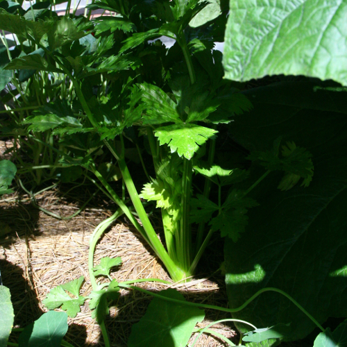 CELERY - High Country Living