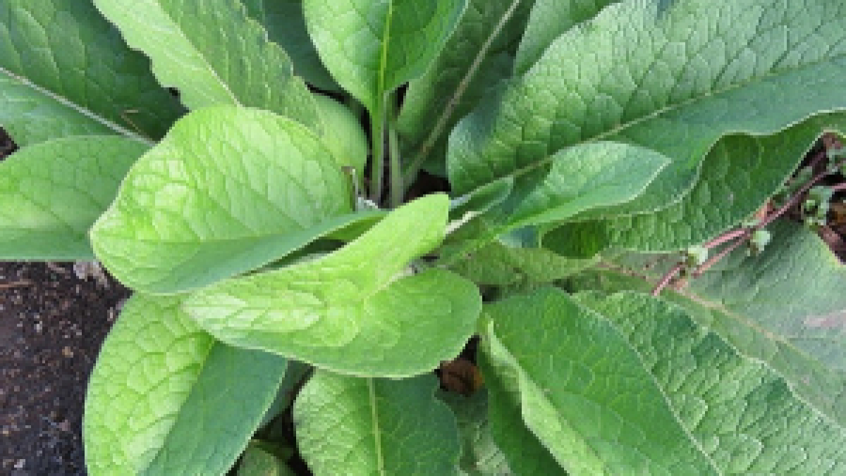 Comfrey