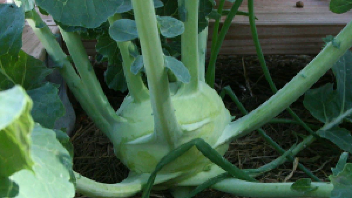 Early White Vienna Kohlrabi