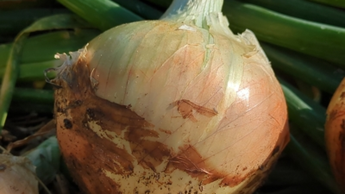 Onions & Shallots