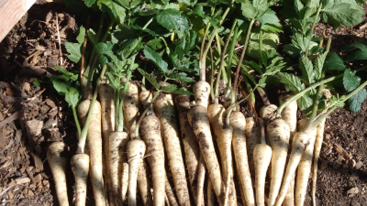 PARSNIPS
