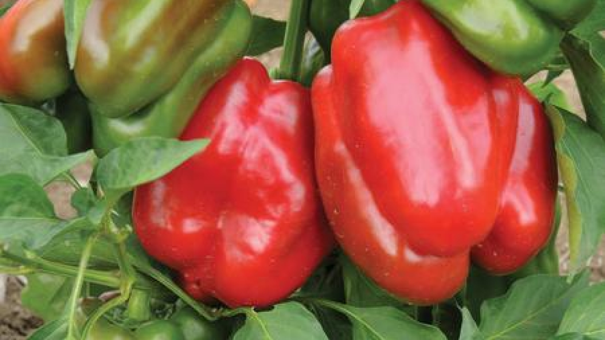 PEPPERS