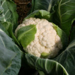 Greenhouse Cauliflower at High Altitude