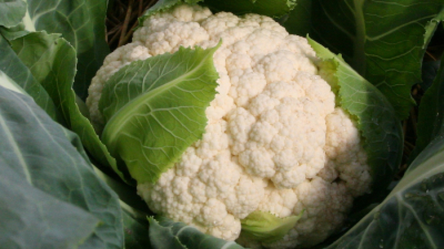 Greenhouse Cauliflower at High Altitude