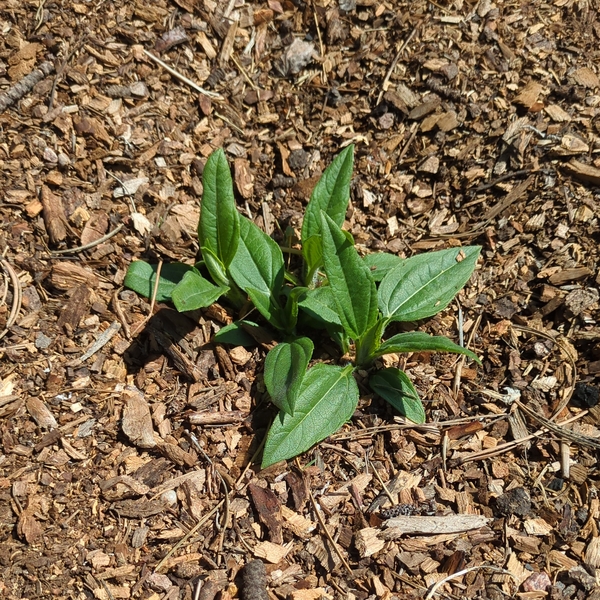 05-28-25 Sunchoke Sprouts