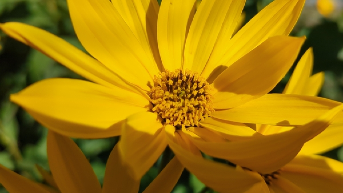 09-14-25 Sunchoke Flower