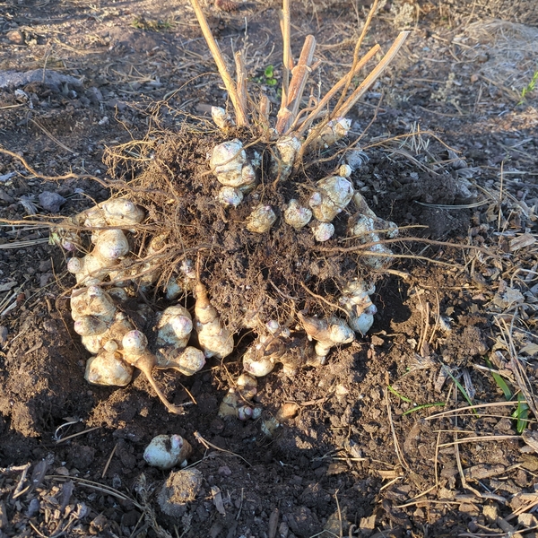 10-25-25 1st Harvest