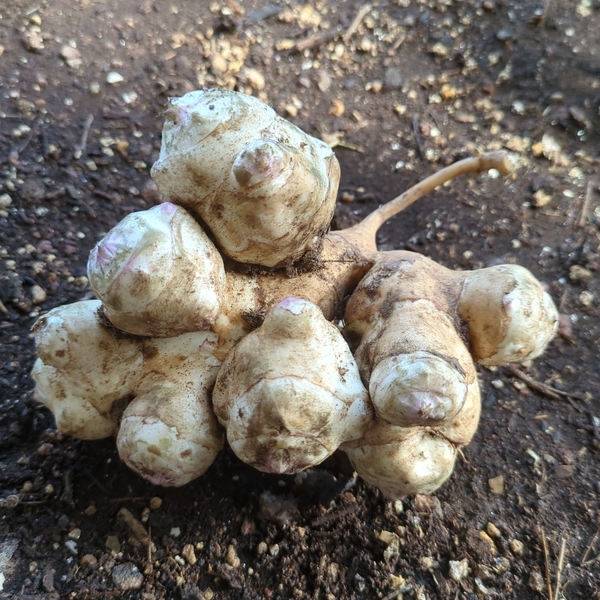 10-25-25 One Sunchoke Tuber