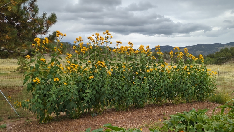 sunchokes, jerusalem artichoke