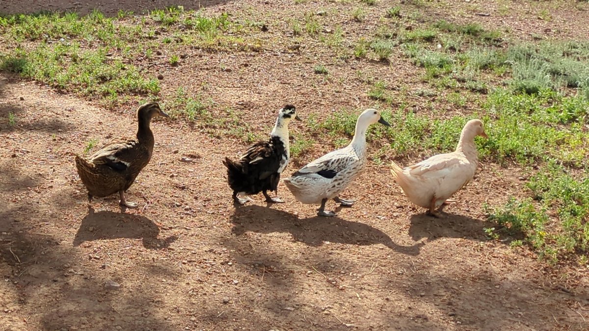 2026 Ducks