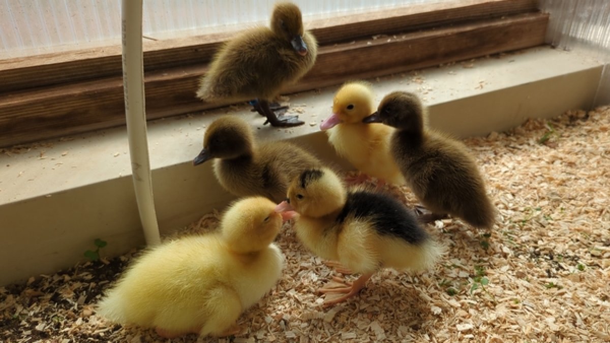 Six New Ducklings
