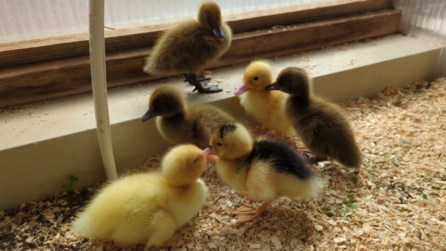 Six New Ducklings