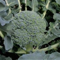 broccoli 700w Broccoli