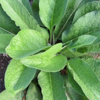 COMFREY COMFREY