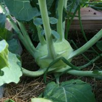 kohlrabi2018 kohlrabi2018