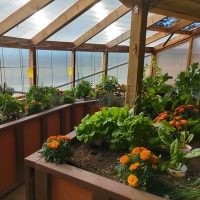 marigolds in greenhouse marigolds in greenhouse