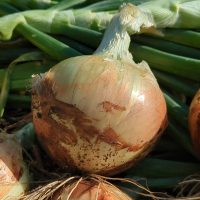 Onions & Shallots Onions & Shallots
