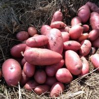 POTATOES DESIREE POTATOES