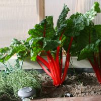 SWISS CHARD RED RHUBARB SWISS CHARD